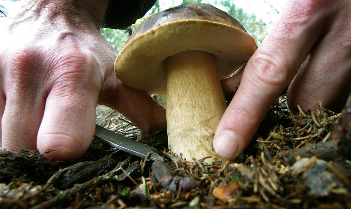 champignon-720x430